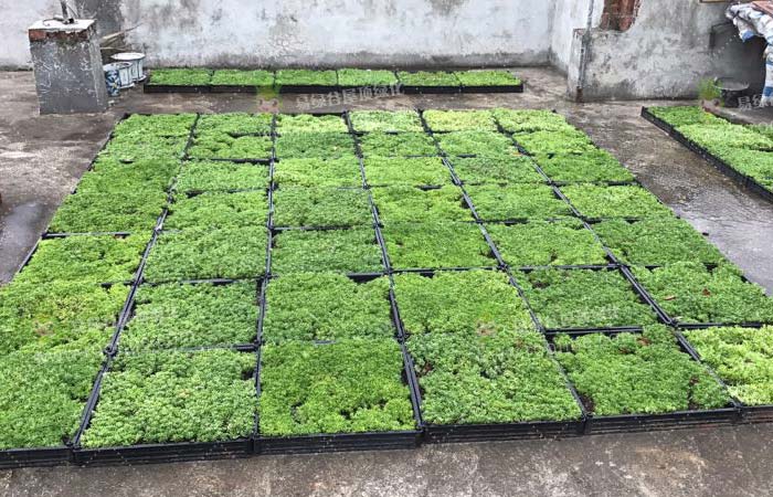 广西柳州私家屋顶绿化隔热项目