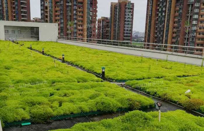 杭州师范大学东城实验学校屋顶绿化工程