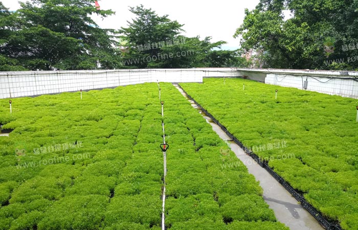 广东轻工职业技术学校屋顶绿化隔热工程