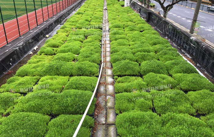 上海国和中学西校区屋顶绿化项目