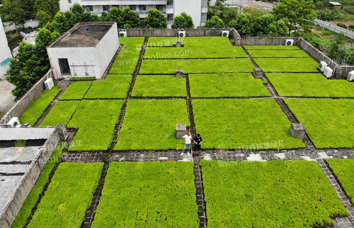 绿色经济新增长点，屋顶绿化的市场展望