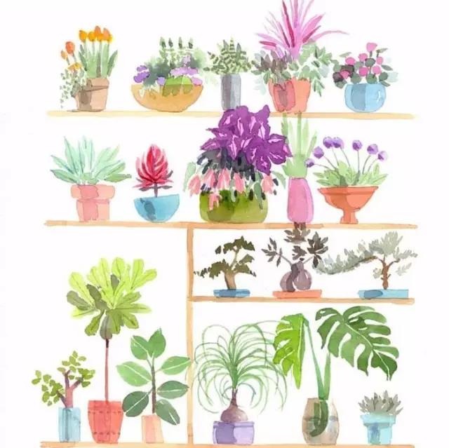 这18种植物，给你一个清新的家！